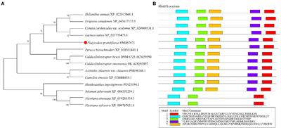 Molecular Cloning and Functional Characterization of a β-Glucosidase Gene to Produce Platycodin D in Platycodon grandiflorus